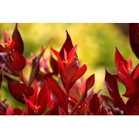 Leucothoe fontanesiana 'Little Flames' Co2,5L  20/30