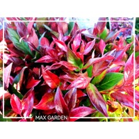 Leucothoe fontanesiana 'Little Flames' Co2,5L  20/30