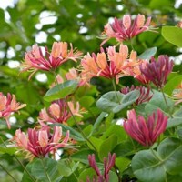 Zemolez -  Lonicera x heckrottii ‘Goldflame’ - 40+
