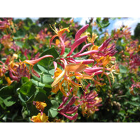 Zemolez -  Lonicera x heckrottii ‘Goldflame’ - 40+