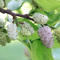 Moruša - Mosus ´Full Season´ - na 150cm kmienku