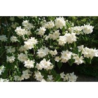 Philadelphus ´Belle Etoile´ Co2,5L  20/30