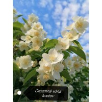 Philadelphus ´Belle Etoile´ Co2,5L  20/30