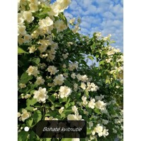 Philadelphus ´Belle Etoile´ Co2,5L  20/30