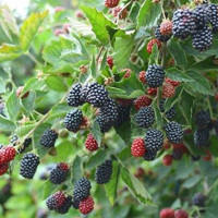 Ostružina ?ernicová - Rubus fruticosus  'Thornfree' 40+cm