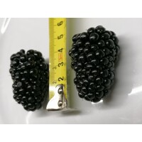 Ostružina ?ernicová - Rubus fruticosus  'Thornfree' 40+cm