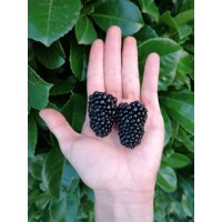 Ostružina ?ernicová - Rubus fruticosus  'Thornfree' 40+cm