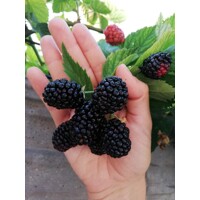 Ostružina ?ernicová - Rubus fruticosus  'Thornfree' 40+cm