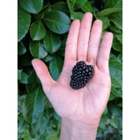 Ostružina ?ernicová - Rubus fruticosus  'Thornfree' 40+cm