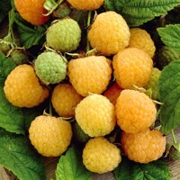 Malina žltá - Rubus idaeus 'Fallgold' - 40+