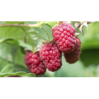 Malina ?ervená - Rubus idaeus 'Malling Promise' - 40+cm