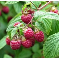 Malina ?ervená - Rubus idaeus ´Ottawa´- 40+cm