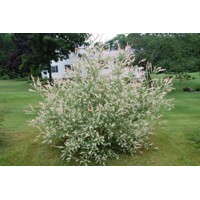V?ba japonská - Salix integra 'Hakuro Nishiki' - 20/30cm
