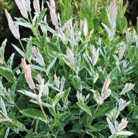 V?ba japonská - Salix integra 'Hakuro Nishiki' - 20/30cm