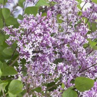 Orgován meyerov  - Syringa meyeri ´Flowerfesta Purple´ - 20/30cm