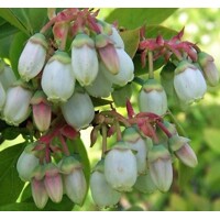 Čučoriedka - Vaccinium ´Emblue´ Co2,5L 30/40