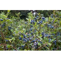 Čučoriedka - Vaccinium ´Emblue´ Co2,5L 30/40