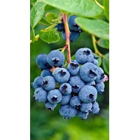 Kanadská ?u?oriedka - Vaccinium corymbosum ´Goldtraube 71´- 40/60cm