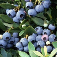 Kanadská ?u?oriedka - Vaccinium corymbosum ´Goldtraube 71´- 40/60cm