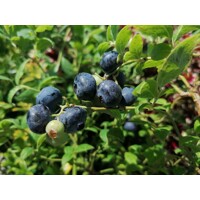 Čučoriedka - Vaccinium corymbosum  ´Herbert´ Co2,5L  30/40