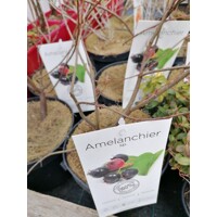 Muchovník lamarckov - Amelanchier lamarckii  - na 150cm kmeni