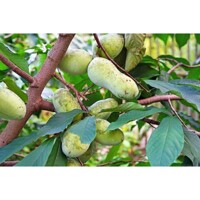 Asimina triloba – Indiánsky banán Pawpaw | Exotické ovocie pre vašu záhradu