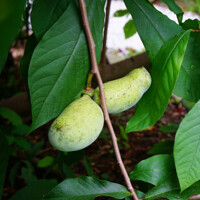 Asimina triloba – Indiánsky banán Pawpaw | Exotické ovocie pre vašu záhradu