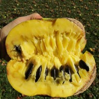 Asimina triloba – Indiánsky banán Pawpaw | Exotické ovocie pre vašu záhradu