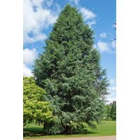 Céder atlantský - Cedrus atlantica 'GLAUCA' - 120/140cm