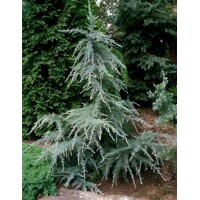 Céder himalájsky - Cedrus deodara ´Blue Triumph´ -120/140cm