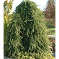 Céder himalájsky 'Pendula' - Cedrus deodara 'Pendula' - 125/150cm