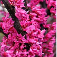 Judášovec kanadský - Cercis canadensis 'Rising Sun' 