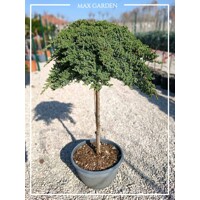 Borievka poliehavá - Juniperus procumbens ´Nana´ Co5L  1/4 kmeň