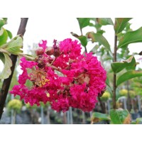 Myrta krepová ker  Lagerstroemia indica  Kvitnúci okrasný ker  maxgarden.sk