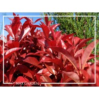 ?ervienka, Fotínia  - Photinia fraseri ´Robusta Compacta´ - 110/120cm