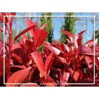 ?ervienka, Fotínia  - Photinia fraseri ´Robusta Compacta´ - 110/120cm