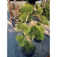 Pinus sylvestris Bonsai - 100/120cm