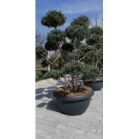 Pinus sylvestris Bonsai - 100/120cm