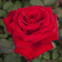 Ruža na kmienku - Rosa ´Jean Pierre Pernaut´ - na 80/90cm  kmeni