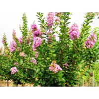 Myrta krepová fialová - Lagerstroemia indica ´Lila´ - 50/70cm