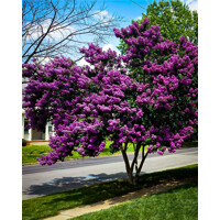Myrta krepová - Lagerstroemia indica Black Solitaire ´Purely Purple´- 50/70cm