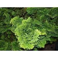 Cypruštek tupolistý - Chamaecyparis obtusa 'Nana Gracilis' km40/50cm