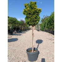 Cypruštek tupolistý - Chamaecyparis obtusa 'Nana Gracilis' km40/50cm
