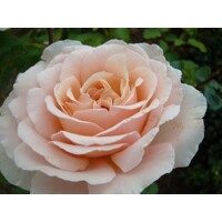 Ruža popínavá - bl.ružová - Rosa ´Andre Le Notre´- 140/200cm