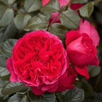 Ruža popínavá - Rosa ´DEEP LOVE´ - 140/200cm