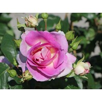 Ruža popínavá - bl.fialová - Rosa ´Saphir´ - 140/200cm