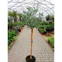 Eukalyptus gunniho - Eucalyptus gunnii  Co5L  KM40  80/90