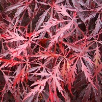 Javor dla?olistý - Acer palmatum  'Tamukeyama' - 180/200cm