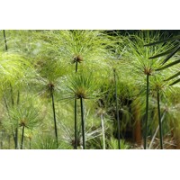 Cyperus papyrus ´Percamenthus´ P15 40/50