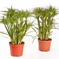 Cyperus papyrus ´Percamenthus´ P15 40/50